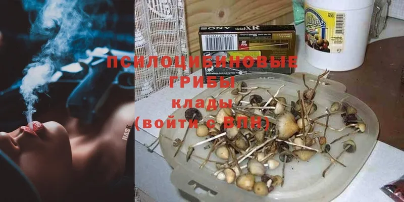 Псилоцибиновые грибы Psilocybe  Галич 